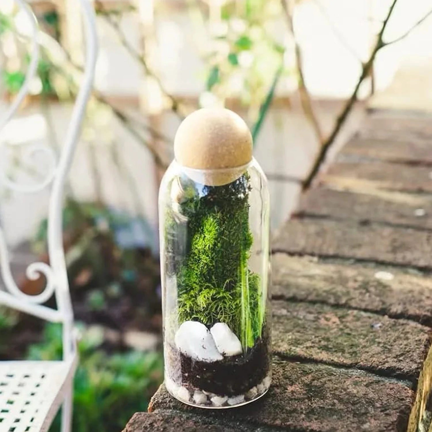 Glass Storage Jar with Wood Lid Ball